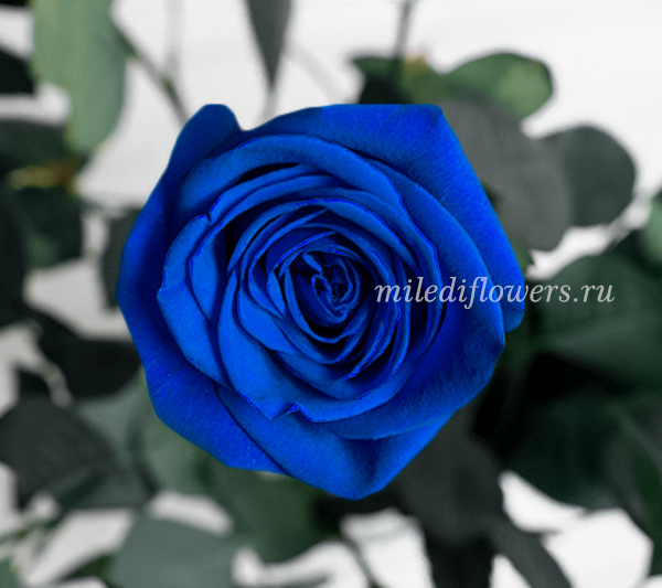 Роза Классическая Vendela Blue